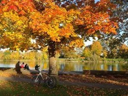 Jardines-urbanos-con-Arces