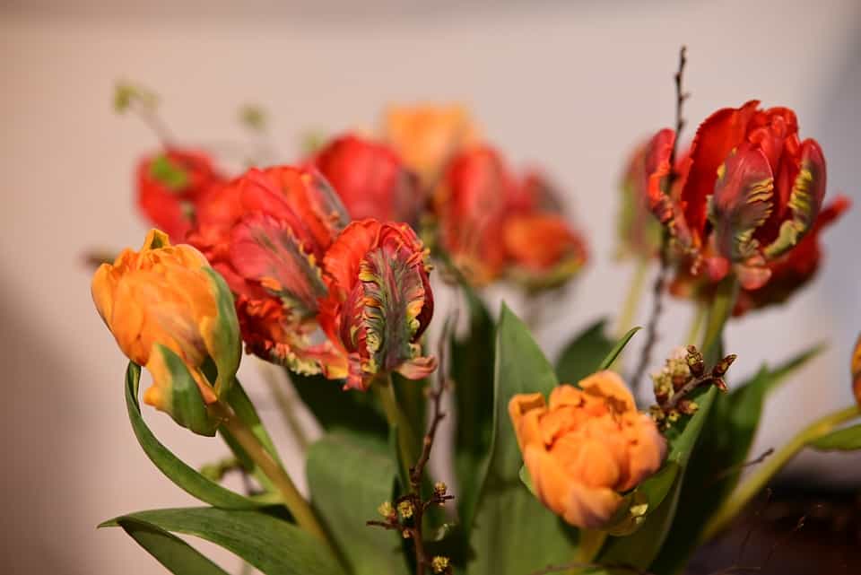 Duración-flores-preservadas