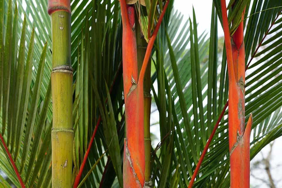 Tipos-bambús