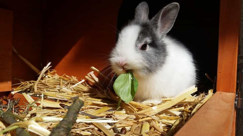 Comida-conejo
