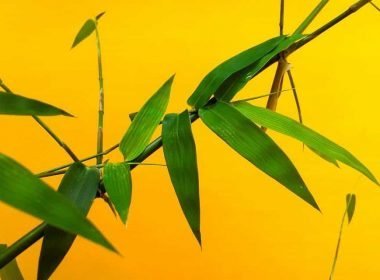 Cultivar-bambú