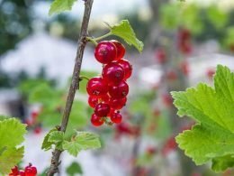 Variedades-destacables-grosellas