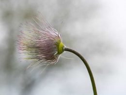 Plantas-resistentes-fuertes-vientos