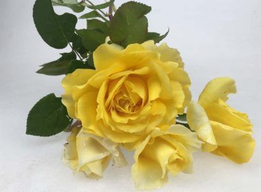 Clasificación de Rosas