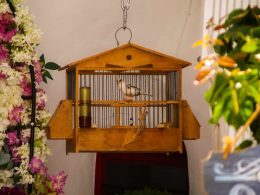 Construir una jaula aves