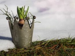 Proteger las plantas frío