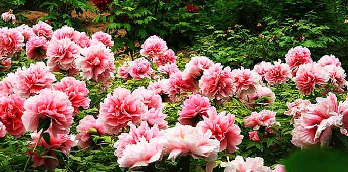 Feria de peonias en Luoyang