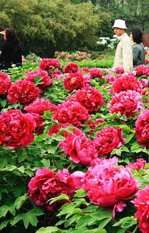 Feria de peonias en Luoyang