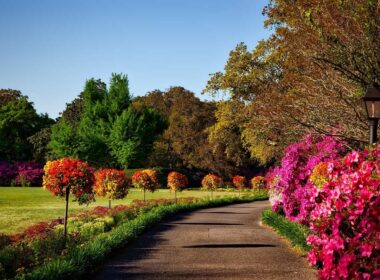 Jardinería ornamental