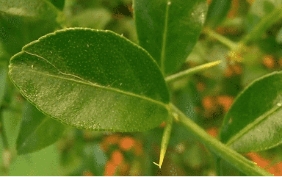 Características planta caviar cítrico