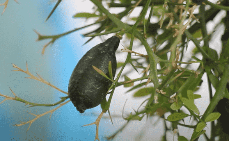 Citrus australasica cuidado
