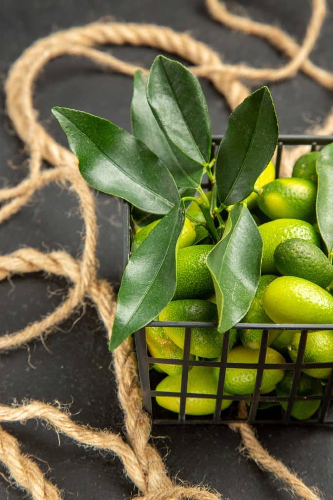 Citrus australasica cultivo