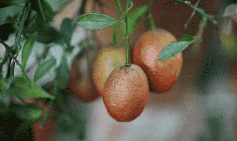 Cosecha citrus australasica