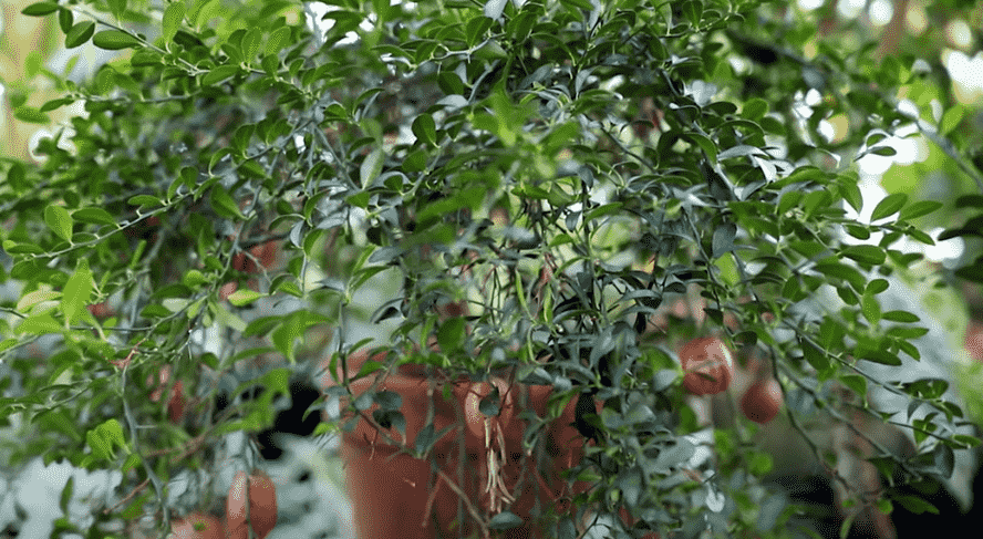 Cuidados del citrus australasica