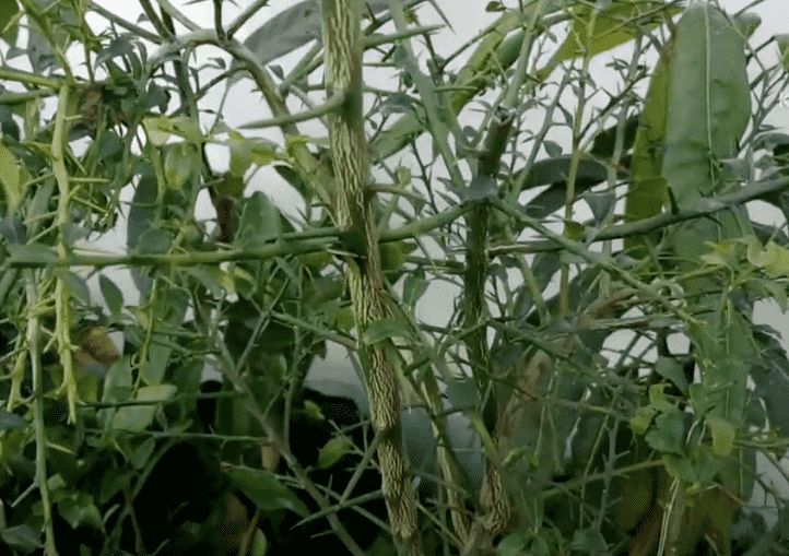 Plantación árbol cítrico caviar