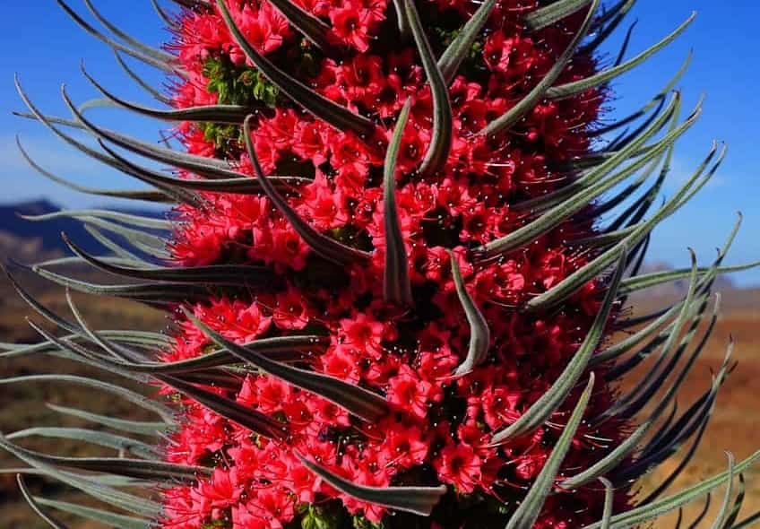 Características Echium wildpretii