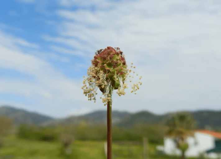Características planta Sanguisorba minor