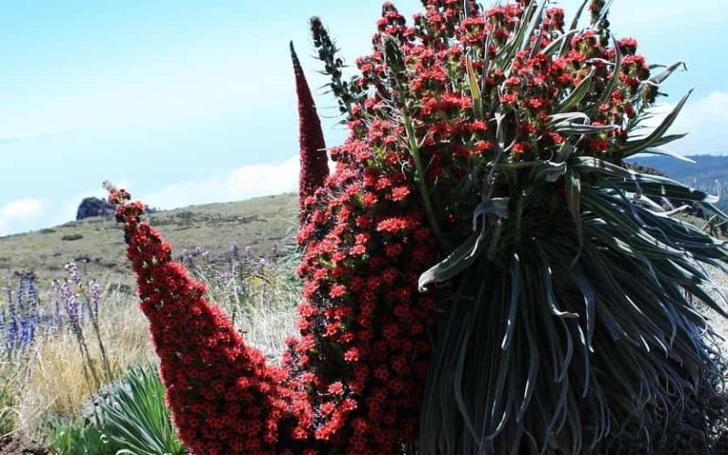 Cuidados de la planta Echium wildpretii