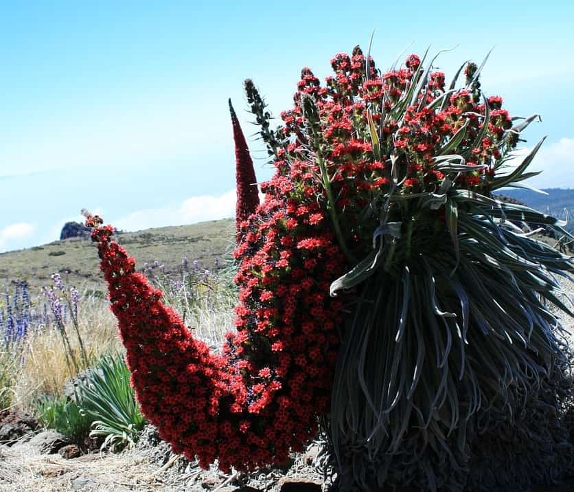 Cuidados de la planta Echium wildpretii