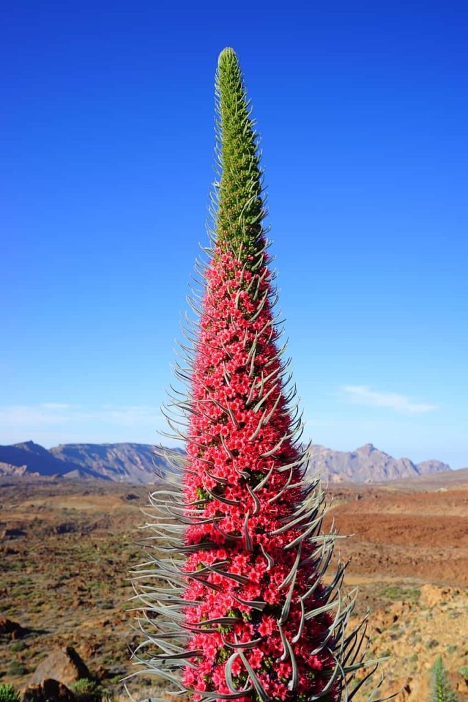 Planta Echium wildpretii