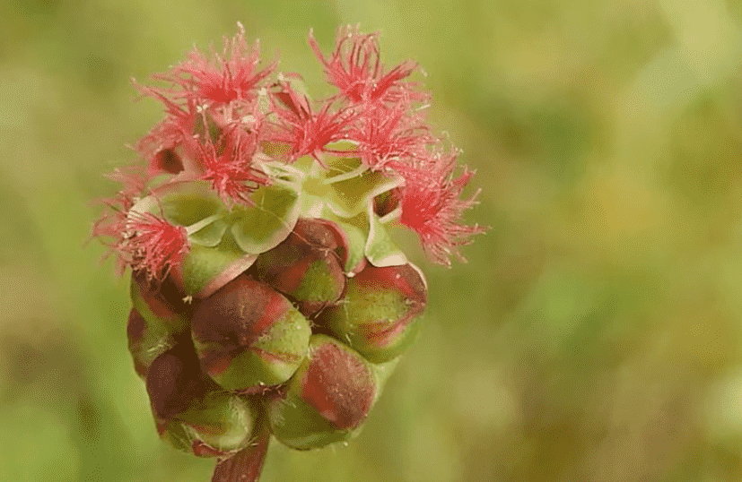 Planta Sanguisorba minor