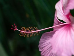 Las mejores variedades de hibiscos decorar jardín