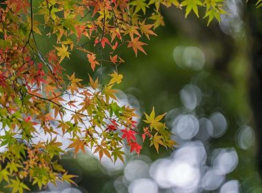 Los mejores árboles con colores otoñales brillantes