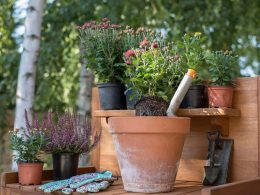 Mitos comunes sobre la jardinería