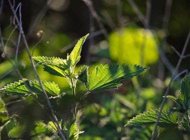 Características y cuidados de la Urtica pilulifera
