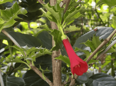 Características y cuidados de la planta desfontainia spinosa