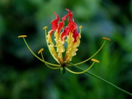 Características y cuidados de la planta gloriosa superba rothschildiana
