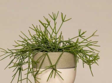 Características y cuidados del Rhipsalis