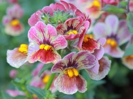 Características y cuidados de la Nemesia o Joya del Cabo