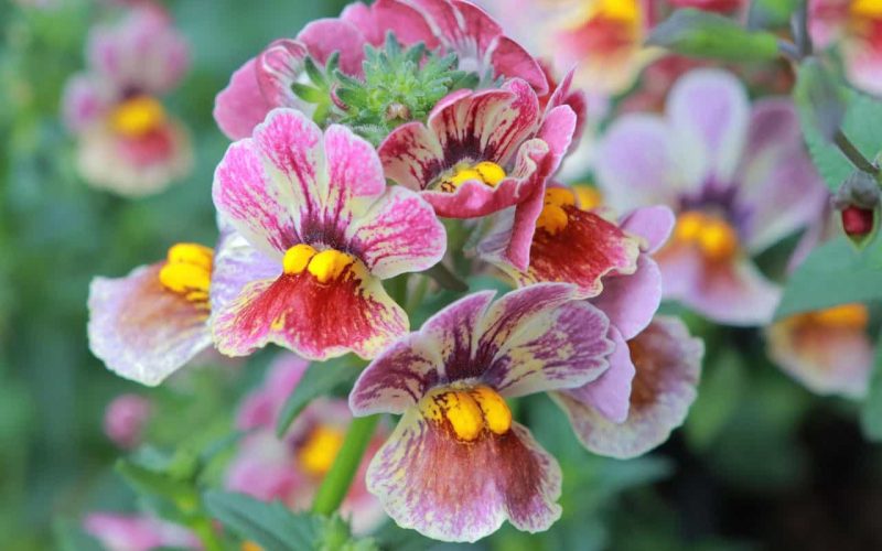 Características y cuidados de la Nemesia o Joya del Cabo