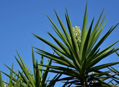 Características y cuidados de la planta yuca
