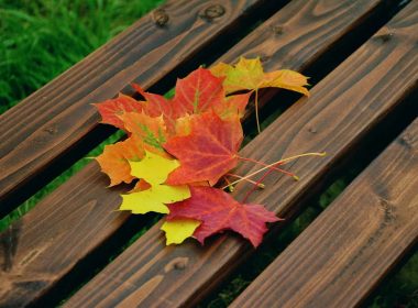 Cómo aprovechar las hojas caídas del otoño