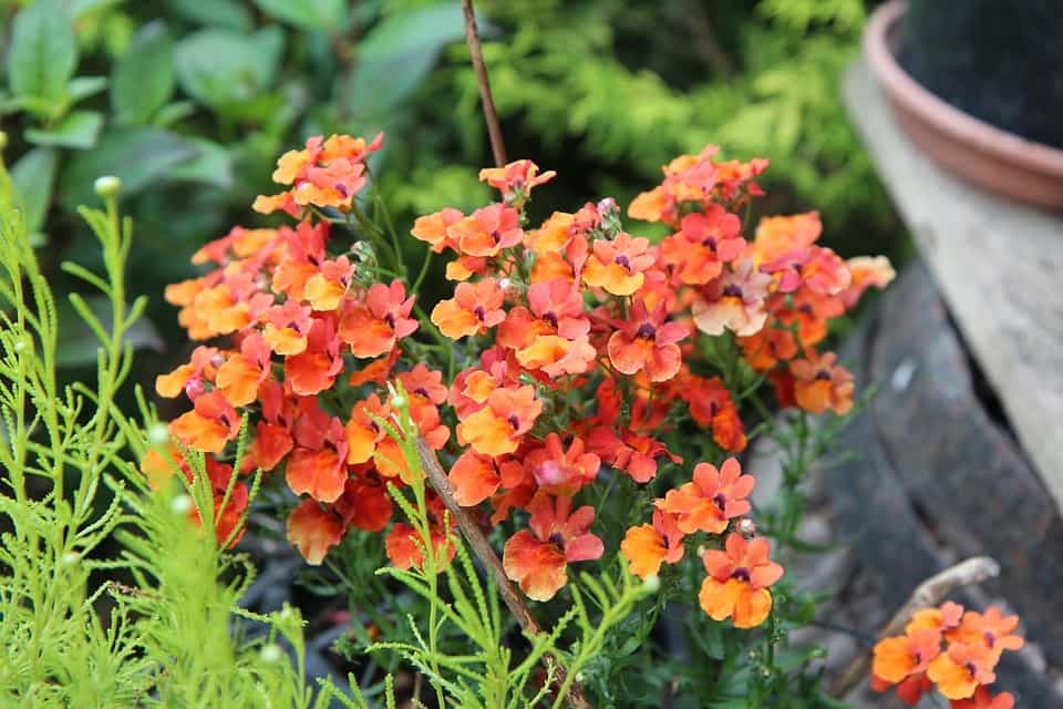 Cuidados de la Nemesia