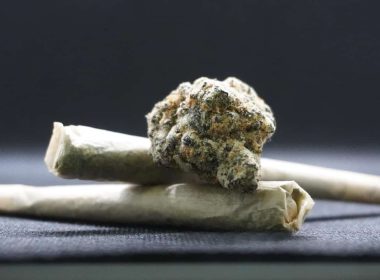 Las plantas sagradas en el mundo