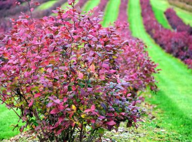 Los mejores arbustos que se vuelven rojos en otoño