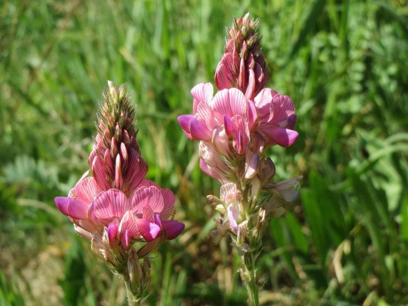 Características y cuidados de la Onobrychis viciifolia