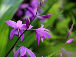Características y cuidados de la orquídea bletilla