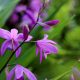 Características y cuidados de la orquídea bletilla