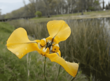 Características y cuidados de la planta cypella