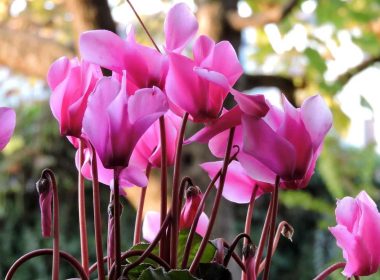 Plantas de otoño para cultivar en el jardín