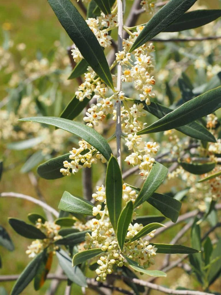Características Olea Europaea var. sylvestris