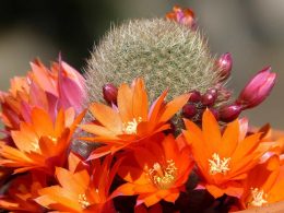 Características y cuidados del género de plantas Echinocereus