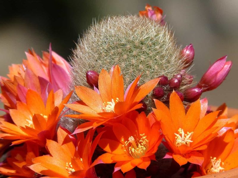 Características y cuidados del género de plantas Echinocereus