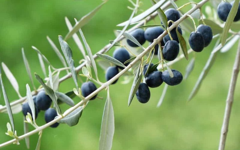 Características y cuidados del olivo silvestre
