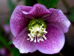Plantas de invierno que se mantienen coloridas hasta la primavera