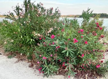 Nerium oleander, adelfa